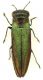 Anthaxia_(Haplanthaxia)_rothkirchi_Obenberger_1922_Milano_IV-1990_5mm_01.jpg