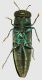 Anthaxia_(Haplanthaxia)_rothkirchi_Obenberger_1922_Milano_IV-1990_5mm_02.jpg
