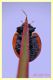 Coccinella septempunctata.JPG
