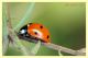 coccinella septempunctata...JPG