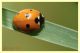 COCCINELLE SEPTEMPUNCTATA.JPG