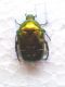 Cetonia auratus San Domino 10_05_2010 (1).jpg