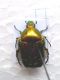 Cetonia auratus San Domino 10_05_2010 (2).jpg