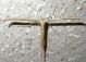 Pterophoridae.jpg
