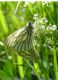 Pieris deota.jpg