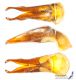 Anisoplia_hebes_g_C00989.jpg