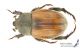 Anisoplia_hebes_s_C00990.jpg