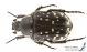 Oxythyrea_cinctella_s_C01007.JPG