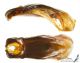 Oxythyrea_cinctella_g_C01007.jpg