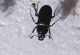 Platycerus (8).jpg