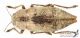 Dicerca_s_C01020.jpg