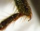 Trichodes_IMG_8298_C00818.JPG