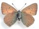 Lycaena eurydame 2.jpg
