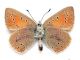 Lycaena eurydame 3.jpg