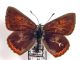 Lycaena eurydame 4.jpg