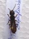 Staphynilidae Majelletta 03_06_2010.jpg