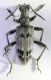 Rhagium_inquisitor.jpg