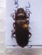 Tenebrio molitor Allevamento (1).jpg