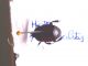 Hister quadrimaculatus (1).jpg