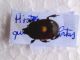 Hister quadrimaculatus (2).jpg