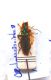 Oedemera nobilis (1).jpg