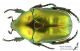 Protaetia_affinis_s_C01067.jpg
