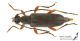Anoplodera_rufipes_s_C01098.jpg