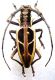 Stratiocerus princeps_Paglialunga_2.JPG