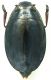 Gyrinidae_Michigan_12,5mm.jpg