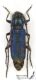 Agapanthia_violaceaIMG_8928_C01088.JPG