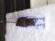 Brachyarus tremiti 09_05_2010 (1).jpg