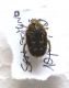 Cetonidae San Domino 10_05_2010.jpg