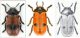 confronto fra Clytra quadripunctata.jpg