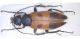 Meloidae_Grecia2.jpg