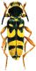 Clytus kabateki_Syria..jpg