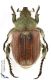 Anisoplia_pubipennis_s_C01072.jpg