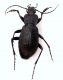 hortensis.jpg