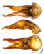 Anisoplia_pubipennis_g_C01072.jpg