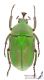 Trogonophorus_rothschildi_m_s.jpg