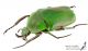 Trogonophorus_rothschildi_m_l_s.jpg