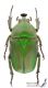 Trogonophorus_rothschildi_f_s.jpg