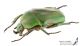Trogonophorus_rothschildi_f_l_s.jpg