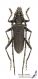 Cerambyx_scopolii_s_C01115.jpg