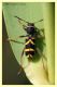 clytus arietis...JPG