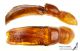Amphimallon_g_C01142.jpg
