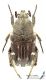 Heterocnemis_graeca_s_C01133.JPG