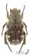 Heterocnemis_graeca_s_C01130.jpg