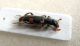 Trichodes-sp.-(2)_ok.jpg