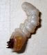 larva.jpg