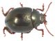 Chrysolina-da-ID-x-FEI.jpg